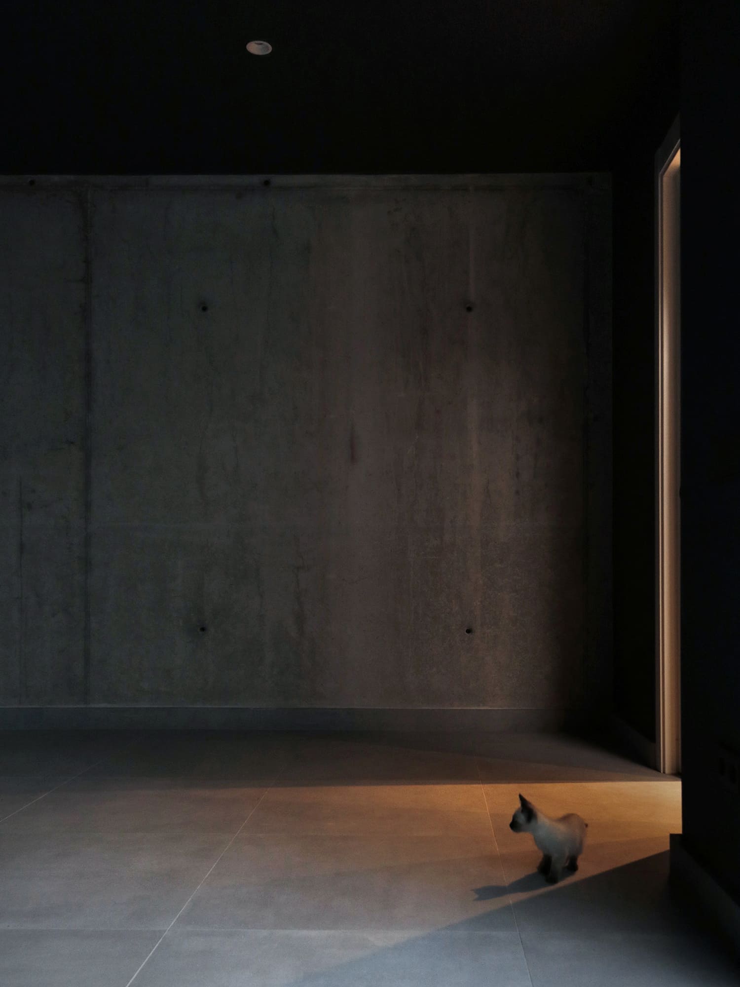 Espacio de paso con suelo de grava, muro de hormigón y pequeño gato asomándose en la sombra